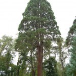 Sequoiadendron_giganteum_Giant_Sequoia_Tyler_Arboretum_2000px