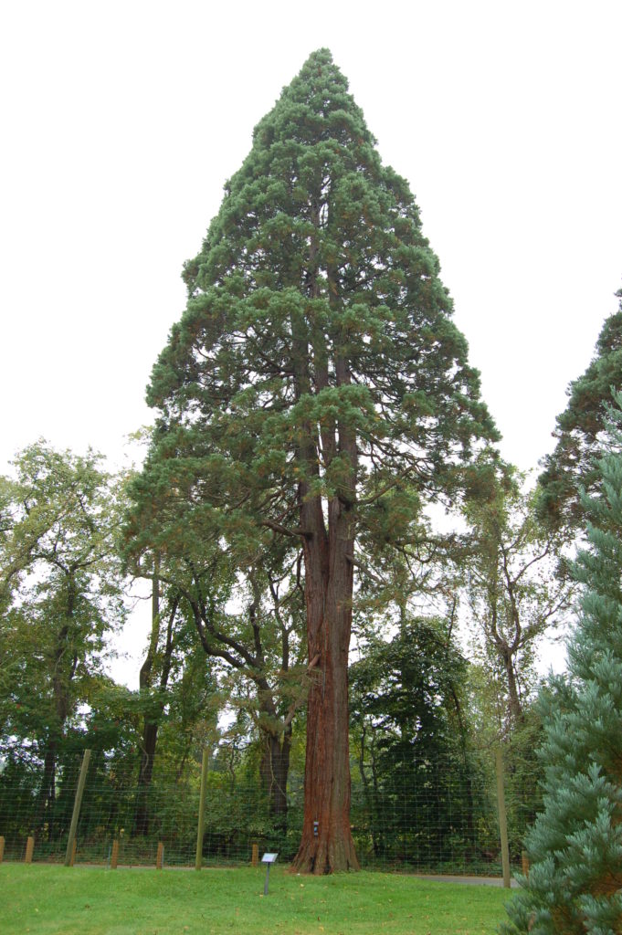 Sequoiadendron_giganteum_Giant_Sequoia_Tyler_Arboretum_2000px
