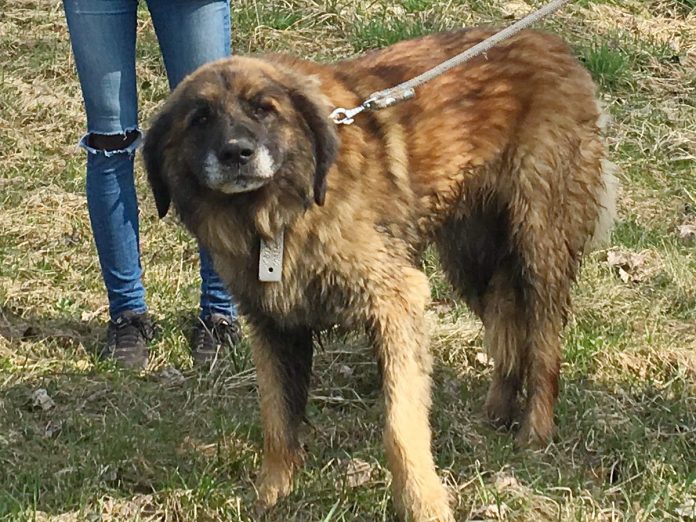 pesm 22.03.2019 denná