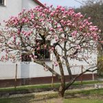 IMG_5908