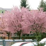 IMG_5920