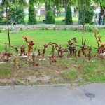 IMG_2734-kópia