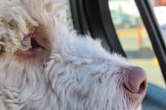 dog-1451448_1920
